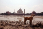 India Taj Mahal van achterkant.jpg